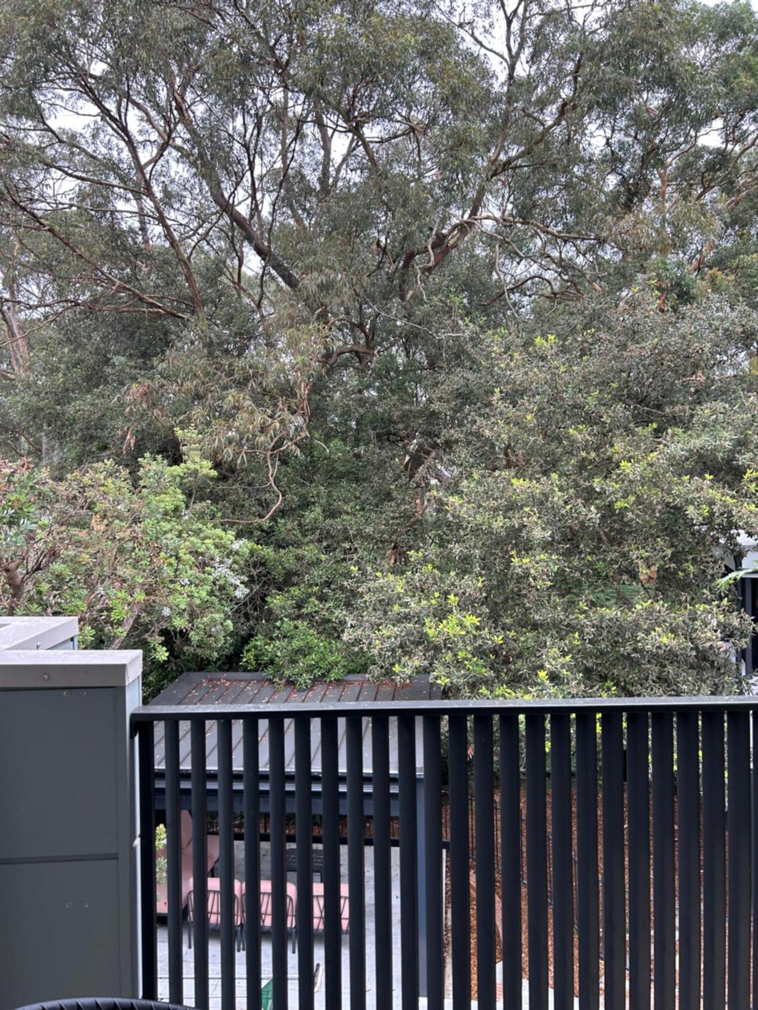 Bushland Setting Close To Sydney Cbd- Stand Alone Apartment Eksteriør bilde